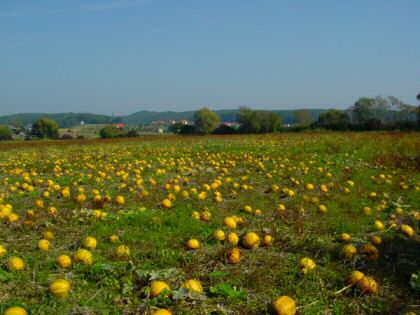 Kürbishof DEIMEL, Kürbisfeld Goschacker in der Steiermark/Fürstenfeld